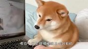 柴犬疯狂暗示主人给它按摩，小眼神无敌了，看完忍住别笑