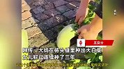 大妈砖头缝里种出大白菜：连种三年，不翻地撒上菜籽就长，还种了茄子豆角丝瓜