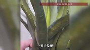 男子养芦荟3年浇水又施肥，换盆时扒开一看，竟是塑料插在泡沫上：三年真心喂了狗