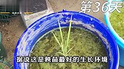 用145天在家种水稻，仅用30粒大米实现大米自由，超解压种植！