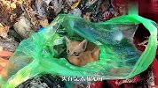 可怜猫咪被装进塑料袋丢弃，生命垂危，多亏遇见了好心人