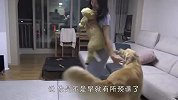 看到主人怀里抱着别的狗，金毛狂吃醋，下一秒笑翻了