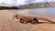 巨蜥发现海边有异常，凑近查看收获大电鳗，迫不及待塞进嘴里
