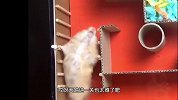 纸箱大迷宫，仓鼠玩的游刃有余