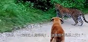 花豹偷袭土狗，却遭狗子臭骂，豹-这货要上天？