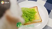 樱花盛开的野餐好季节，带着狗狗三明治去寻找真爱吧！