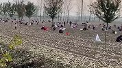 承包商收花生时遭数百村民哄抢 村干部：管了，能力有限管不住