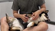 铲屎官给3只柴犬剪指甲，反应一个比一个逗，差点笑喷了