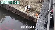 猫咪和锦鲤的友好相处，每天都来到水池边，和锦鲤一起玩耍