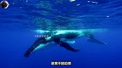 座头鲸向人类求助，获救后竟懂得感恩，果然万物皆有灵！