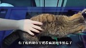 猫咪露露去医院不配合，主人使出绝招，下一秒笑爆了