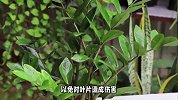 黄花风铃木的养殖方法和注意事项