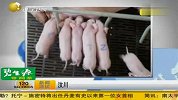 汶川“猪坚强”基因被移植 6只克隆小猪诞生