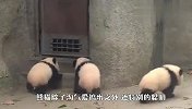 两只熊猫宝宝正在打架，突然看见奶爸走来，下一秒憋住别笑