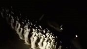 300只鸭子离家出走上公路 警察深夜送回