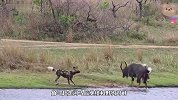 角马腹背受敌，前有野狗围攻，水里还有个大家伙在等着它