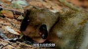 小猴不幸遇到车祸，绝望之际没有一只猴子帮忙，它硬撑着爬起来了