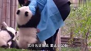 两只熊猫争奶爸，奶爸真心招架不住，网友:放着我来！