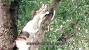 小奶猫爬到树上下不来，急得喵喵叫，下一秒的画面太暖心了