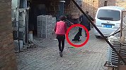 太猖狂！偷狗贼开车闯入村民家中 主人面前硬生生将狗拖走