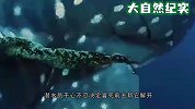 巨大的鲸鲨被绳子缠住，男子冒死去解救，太暖心了