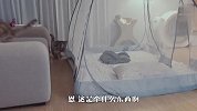 铲屎官买了个蚊帐，家里的猫咪好奇坏了，接下来忍住别笑