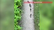 女子拍到小鱼“排排走”画面，一扭一摆在泥路上行进
