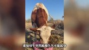女子花8500元买下待宰怀孕母牛，母牛得救后突然下跪感谢