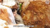 这只小猴子躲在水帘洞，睡醒后就去找吃的，看着有点可怜