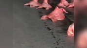 几十只猪头散落路中间，路人：五六分钟失主回来了，猪毛都没捡到