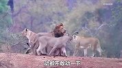 4头母狮投怀送抱，正当雄狮准备亲密接触时，结果却让它尴尬不已