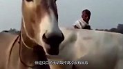 当公驴遇上母驴，下一秒开始卖萌搞怪，为了吸引注意力也是下血本