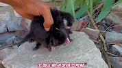 如此可爱的小奶猫，却在砖头上呼呼大睡，一旁的猫妈妈手足无措