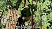 熊猫一天生活有多爽？吃喝玩乐，这谁能不喜欢呢？