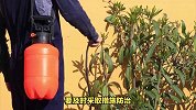 莪菜的养殖方法和注意事项