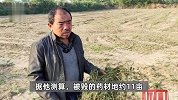 西安一残疾村民租地种药材，收割前惨遭铲毁，损失10多万，警方回应