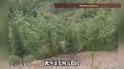 3米长眼镜王蛇被抓后放归野外，网友质疑“放虎归山”，专家回应