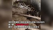 25斤巨蟒钻进鸡舍偷吃一只鸭：被发现后左右摇摆吐信子