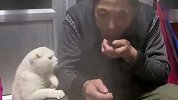 猫：你吃啥好吃的呢？给我吃点儿，要不然我上手了啊