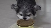 主人把狗粮做成饭盆形状，汪星人看到后，结局笑爆了