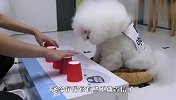 主人把骰子放进纸杯，狗狗能找到吗？结局太令人意外