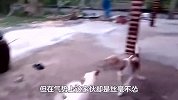 小奶狗太护食，竟丝毫不给大公鸡面子，公鸡的小动作惹人爆笑