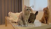 主人拿着猫粮却不给猫咪吃，喵星人集体去讨说法，场面笑爆了