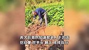 小伙偶然捡到一只小野猪，下地干活还会帮挖红薯，网友：这猪怎么这么像狗
