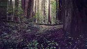 北加利福尼亚的红杉林Growing is Forever