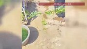 咬人被罚了！狗狗被拘留10天刑满释放，主人：刚接回来时很迷惘，特别蔫
