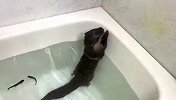 主人把鱼倒入浴缸，水獭不干了，接下来忍住别笑