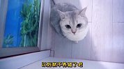 去世的小猫咪也会陪在主人的身边，太感动了