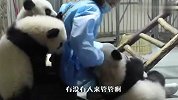 快来人啊，有没有人管管啊，熊猫围攻奶妈了