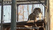 动物园里山羊逆袭了，认了老虎做大哥，还经常一起散步